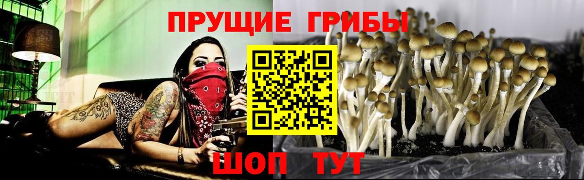 продажа наркотиков  Вход с VPN  Лосино-Петровский  Галлюциногенные грибы Psilocybe 
